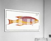 Bodian Bodianus Bodianus Acrylic Print