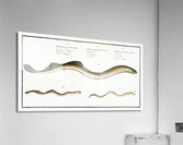 1. Lesser Samprey Petromyzon Fluviatilis 2. Pride Petromyzon Branchialis 3. Planers Samprey Petromyzon Planeri Acrylic Print