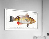 Bearded Umber Sciaena cirrosa Acrylic Print