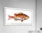 Dogs-tooth Sparus Cynodon Acrylic Print