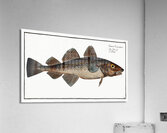 Dorsh Gadus Callarias Acrylic Print