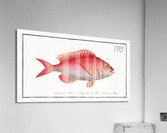 Sea-Roach Sparus Erythrinus Acrylic Print