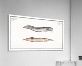 1. Ophidium Barbatum 2. Ophidium aculeatum Acrylic Print