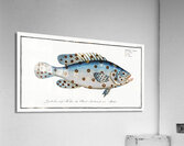 Argus Anthias Argus Acrylic Print