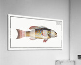 Maculated Bodian Bodianus maculatus Acrylic Print