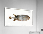 Long Diodon Diodon Atinga Acrylic Print