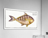 Toothless Mackrel Scomber edentulus Acrylic Print