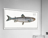 Goedens Salmon Salmo Goedenii Acrylic Print