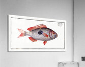 Cackerel Sparus Maena Acrylic Print