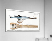 Saw-Fish Embrio Squali Pristis Acrylic Print