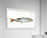 Umble Salmo Umbla Acrylic Print