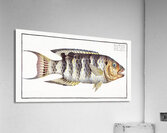 Streaked Gilt-head Sparus Fasciatus Acrylic Print