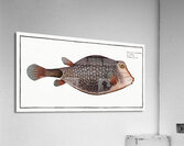 Knitted Trunk-Fish Ostracion Concatenatus Impression acrylique