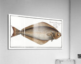 Holybut Pleuronectes Hippoglossus Acrylic Print