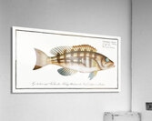 Streaked Wall-eye Epinephelus striatus Acrylic Print