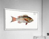 Lutian Lutianus Lutianus Acrylic Print