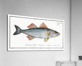 Basse Sciaena Labrax Acrylic Print