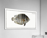 Chaetodon suratensis Acrylic Print