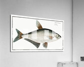 Baller-Carp Cyprinus Ballerus Acrylic Print