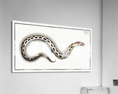 Muraena Ophis Acrylic Print