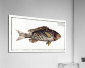 Great-scaled Bodian Bodianus macrolepidotus Acrylic Print