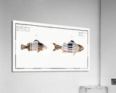 1. Slave-fish Holocentrus Servus 2. Four-striped Holocentre Holocentrus quadrilineatus Acrylic Print