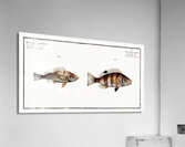 1. Streaked Holocentre Hoocentrus striatus 2. Silver-Holocentre Holocentrus Argentinus Acrylic Print