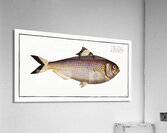 Chinese Herring Clupea sinensis Acrylic Print