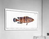 Boenack Bodianus Boenack Acrylic Print