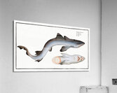 Tope or Pope Squalus Galeus Acrylic Print