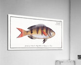 Annular Gilt-head Sparus annularis Acrylic Print