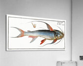 Saltwater Katfish Silurus Bagre Acrylic Print