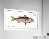 Lineated Umber Sciaena lineata Acrylic Print