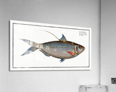 Sprat Clupea Thrissa Acrylic Print