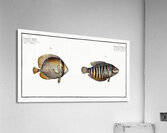 1. Chinese Chetodon Chaetodon Chinensis 2. Kleins Chetodon Chaetodon Kleinii Acrylic Print