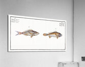 1. Starry Bodian Bodianus stellifer 2. Silver Bodian Bodianus Argenteus Acrylic Print