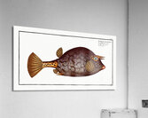 Cuckold-fish Ostracion Quadricornis Acrylic Print