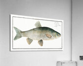 Chub Cyprinus Jeses Acrylic Print