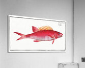 Jaguar Bodianus pentacanthus Acrylic Print