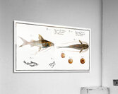 1. Longbearded Silurus Clarias 2. Crack-Belly Silurus Ascita Acrylic Print