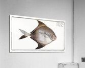 Black-Pampel Stromateus niger Acrylic Print