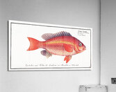 Vosmars Grunt Anthias Vosmeri Acrylic Print