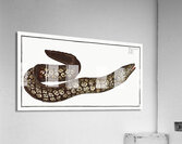 Murane Muraena Helena Acrylic Print