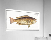 Green Parrot-fish Scarus viridis Acrylic Print