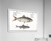 1. Schad Clupea Alosa 2. Anchovy Clupea Encrasicolus Acrylic Print