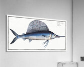 Ola-Fish Scomber Gladius Acrylic Print