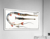 Tobacco-Pipe-Fish Fistularia tabacaria Acrylic Print