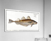 Whiting Gadus Merlangus Impression acrylique