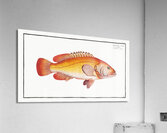 Holocentrus auratus Acrylic Print