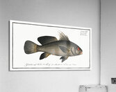 Black-Umber Sciaena nigra Acrylic Print